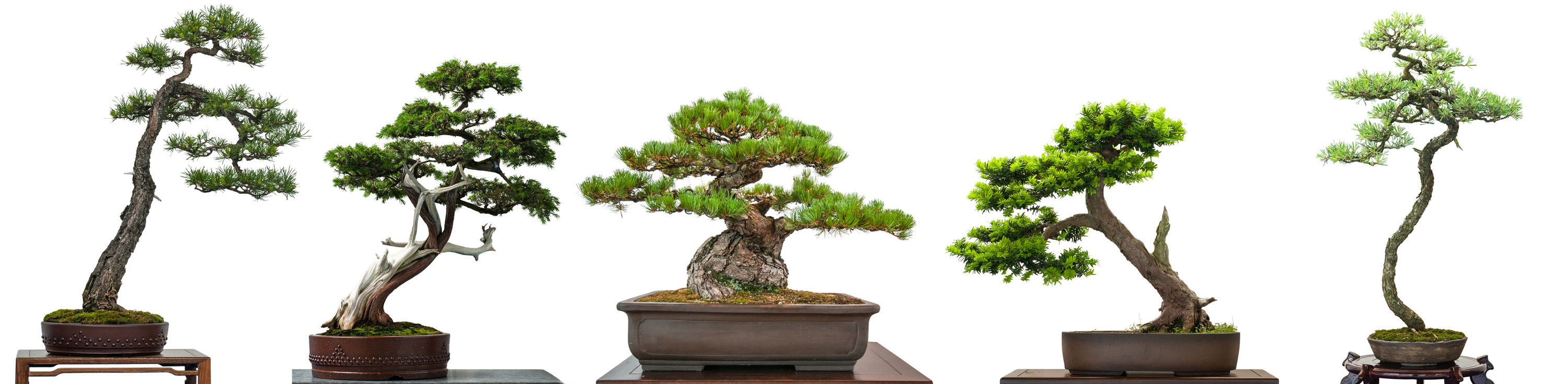 Bonsai